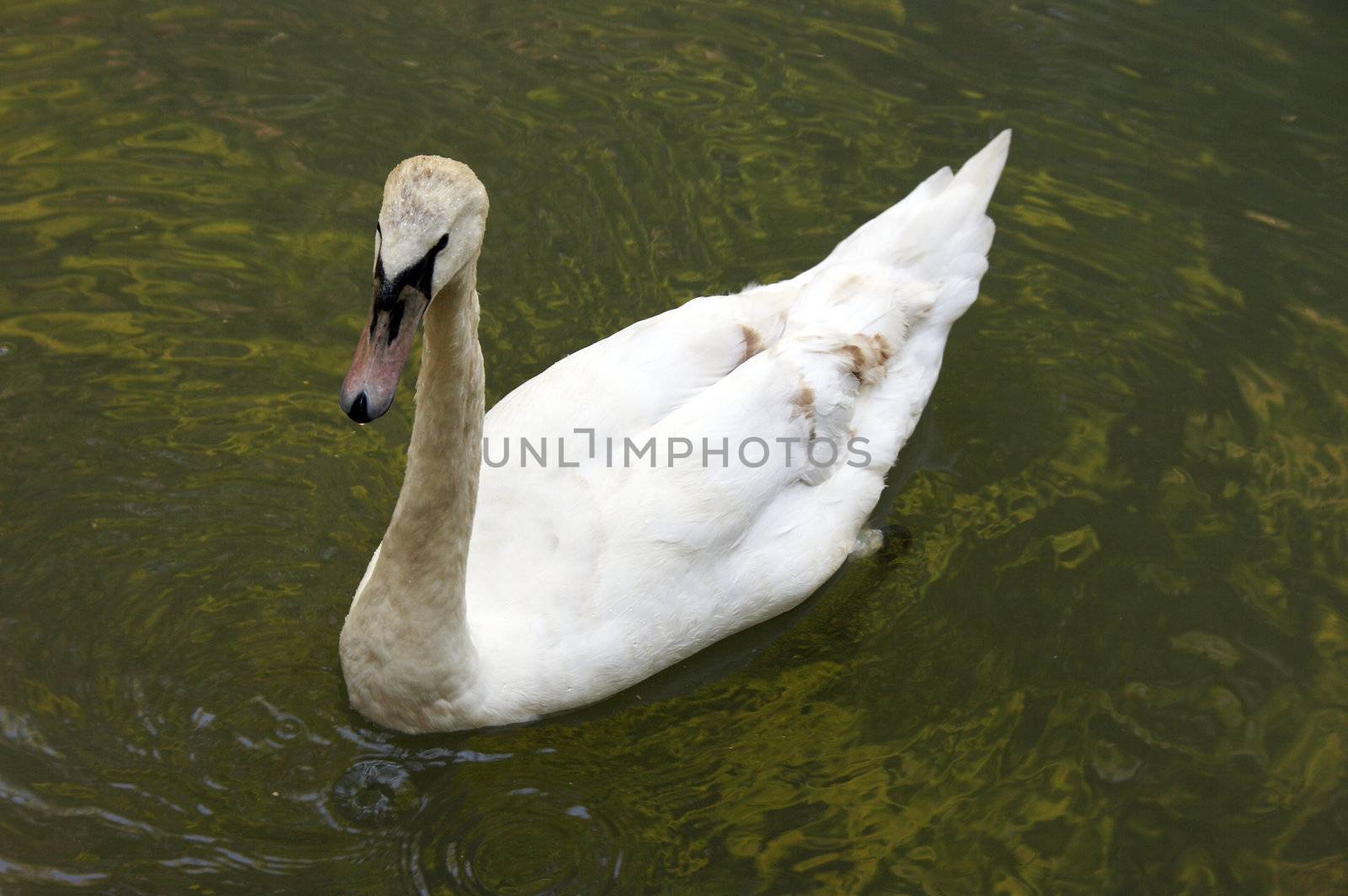 White swan