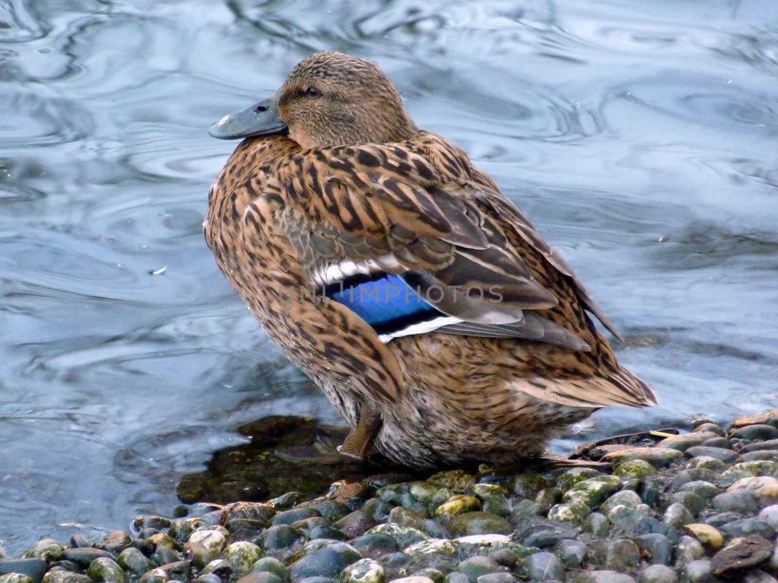 Mallard duck standing next to the water pond