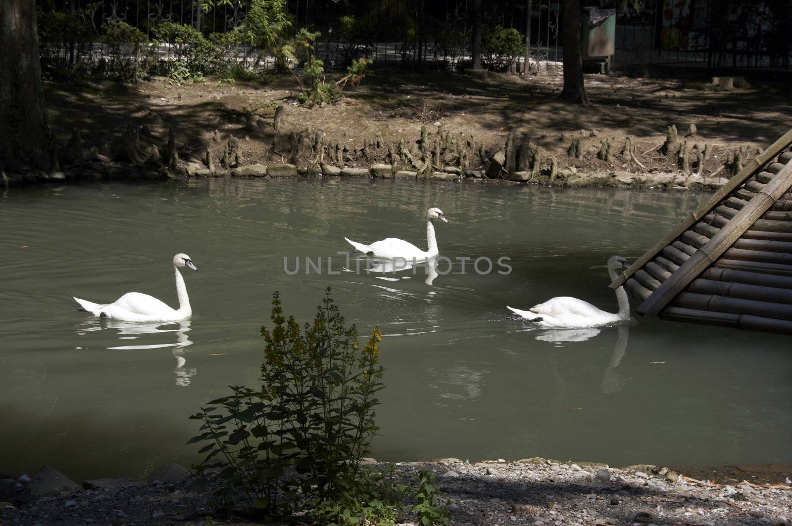 White swan by Dominator