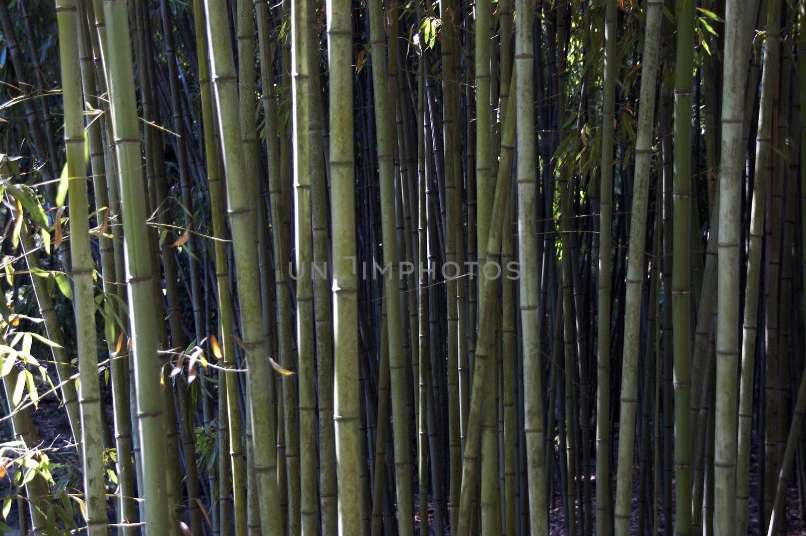 Bamboo by Dominator