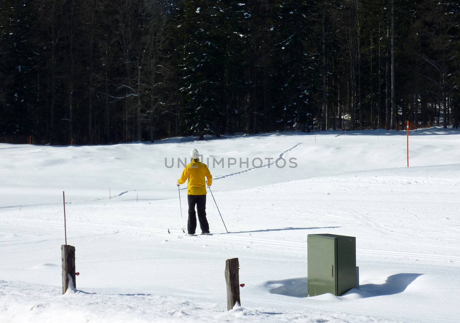 Cross country skier wearing yellow coat and skiing in the mountain near fir trees