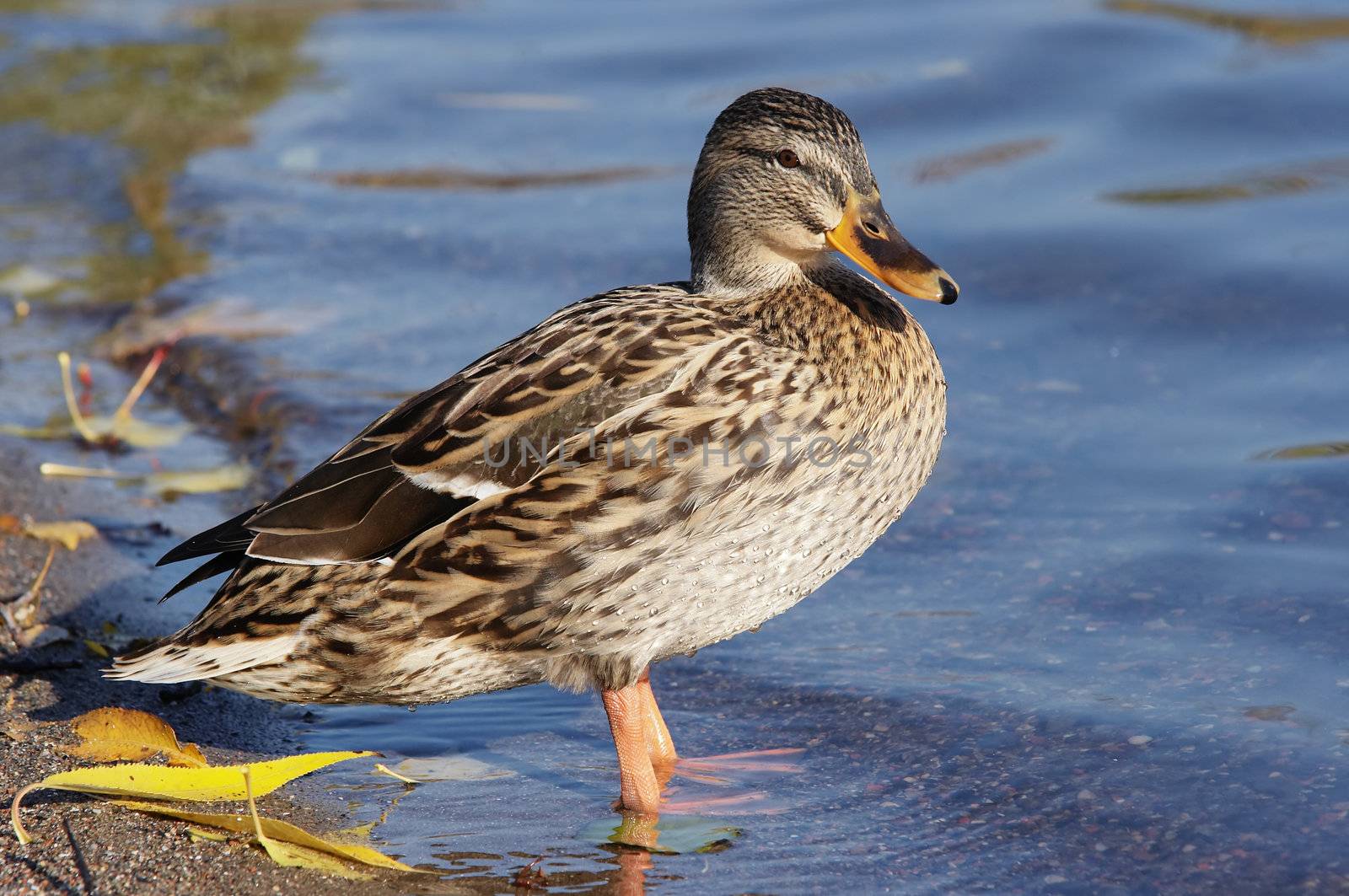 Shot of the wild duck - mallard