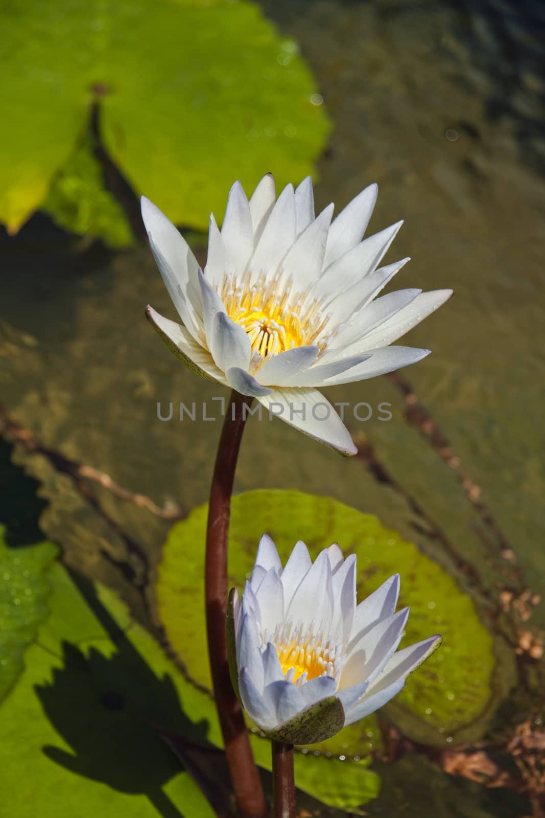 Two white and yellow lily's sitting in a pond of water