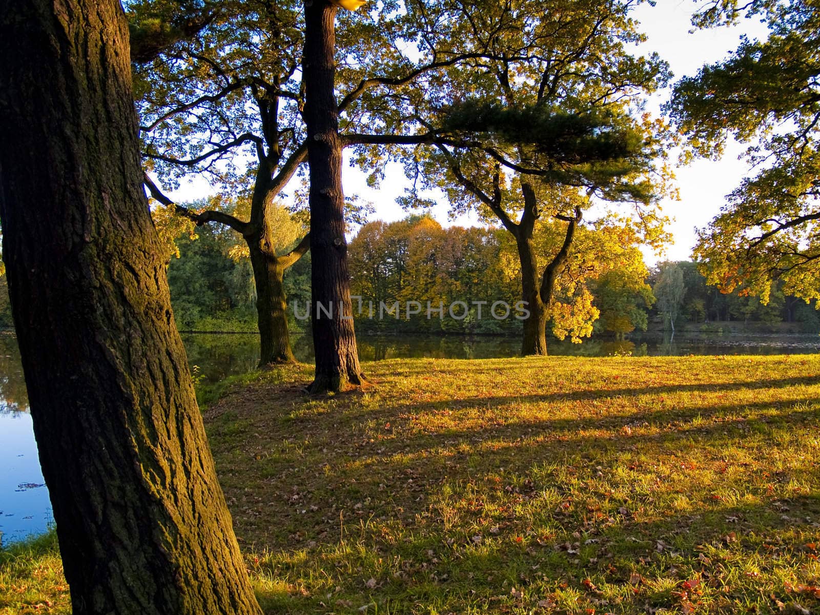 Autumn colorful day in polish park. Sunset time.