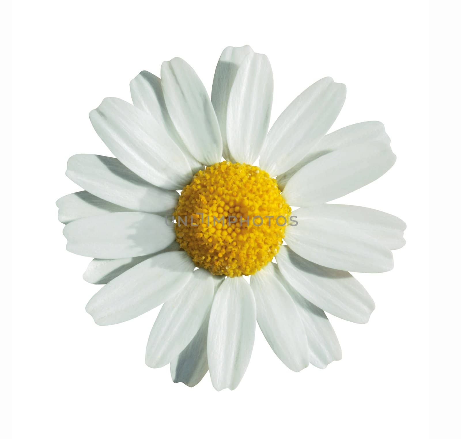 White summer flower isolated on white with clipping path