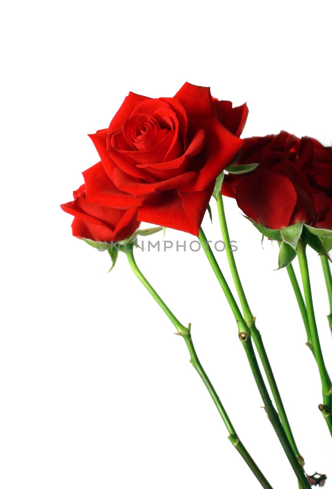 A beautiful bouquet of red roses isolated on white with copy space