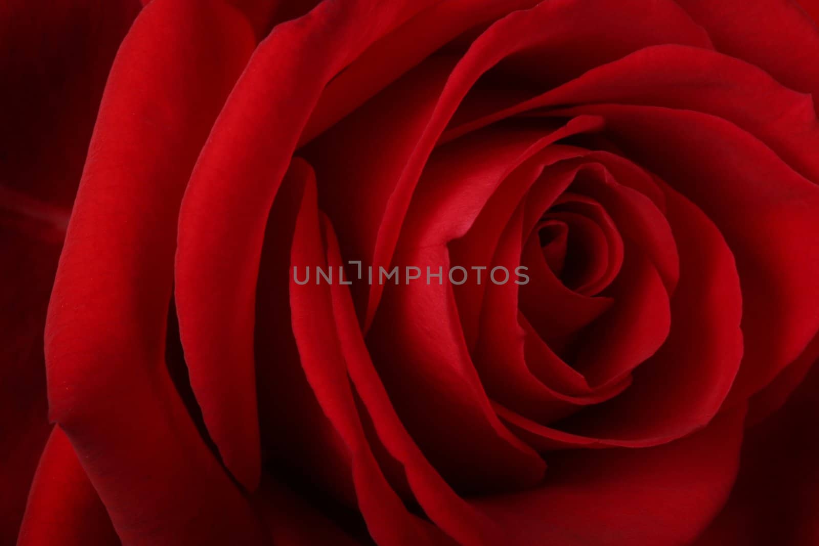 Beautiful romantic red rose by klikk