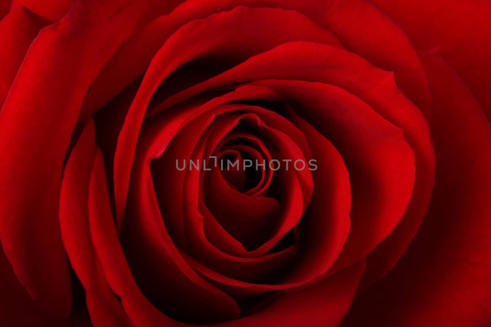 Romantic close-up of a red rose