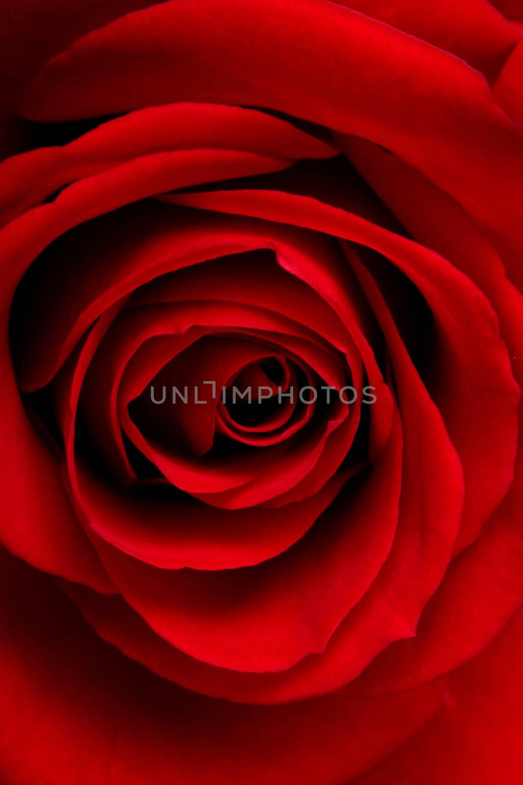 Romantic red rose close-up