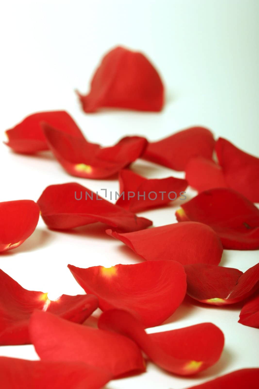 Romantic rose petals close-up - shallow depth of field
