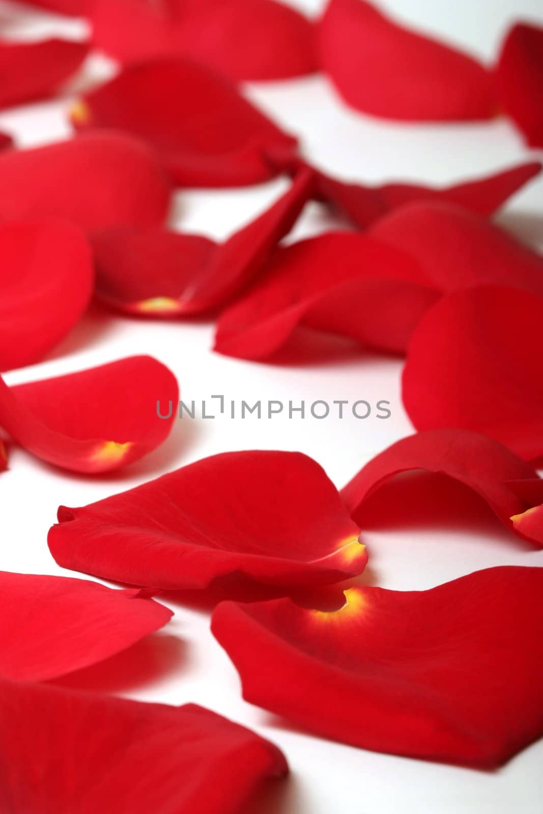 macro of romantic red rose petals