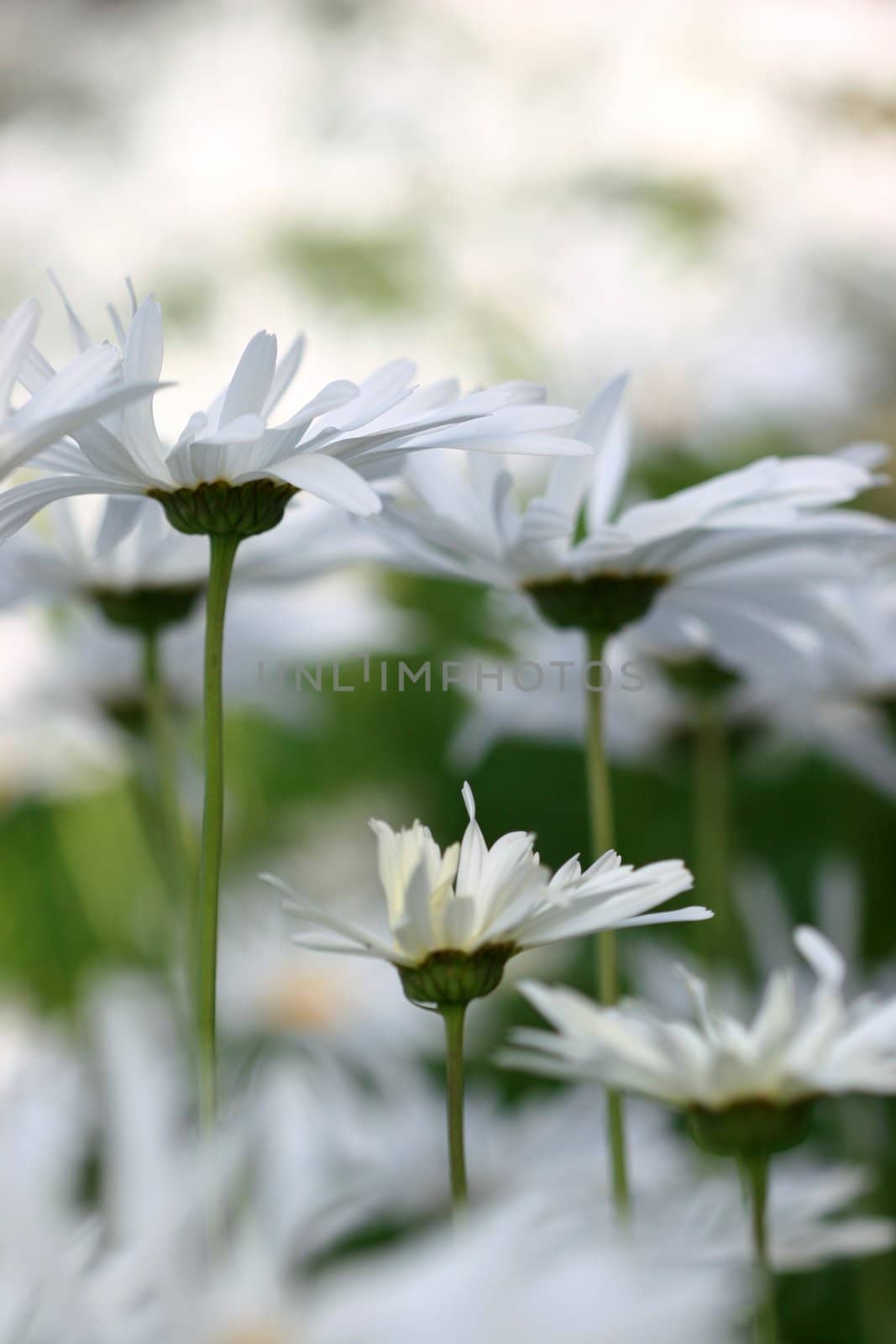 Beautiful image of daisies - shallow depth of field