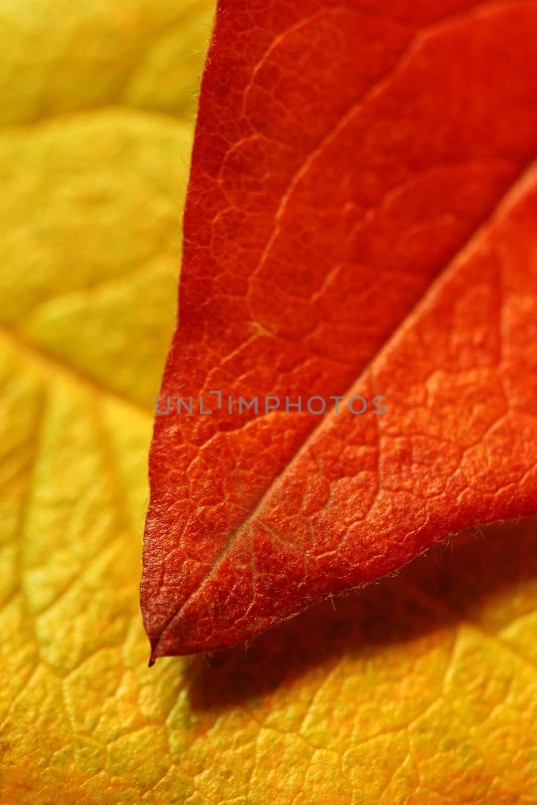 Overlapping Autumn leaves of contrasting color - shallow depth of field