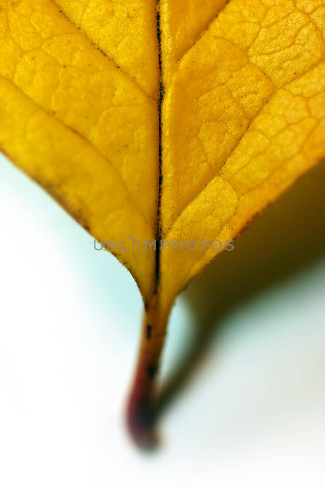Detail of a fallen leaf