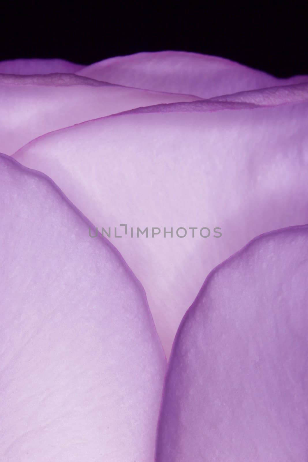 Beautiful purple rose - close up