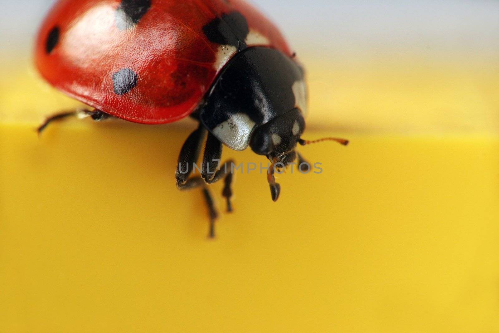 Extreme macro close-up of a ladybug - seeing those in the winter is a sign of luck