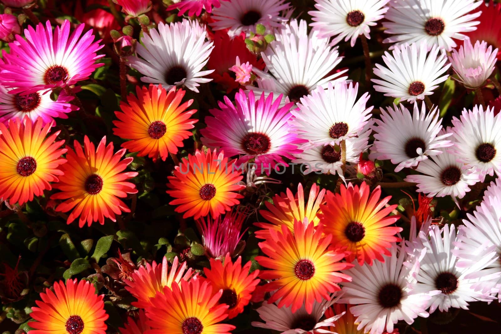 Colorful and blossoming summer flowers in a flowerbed