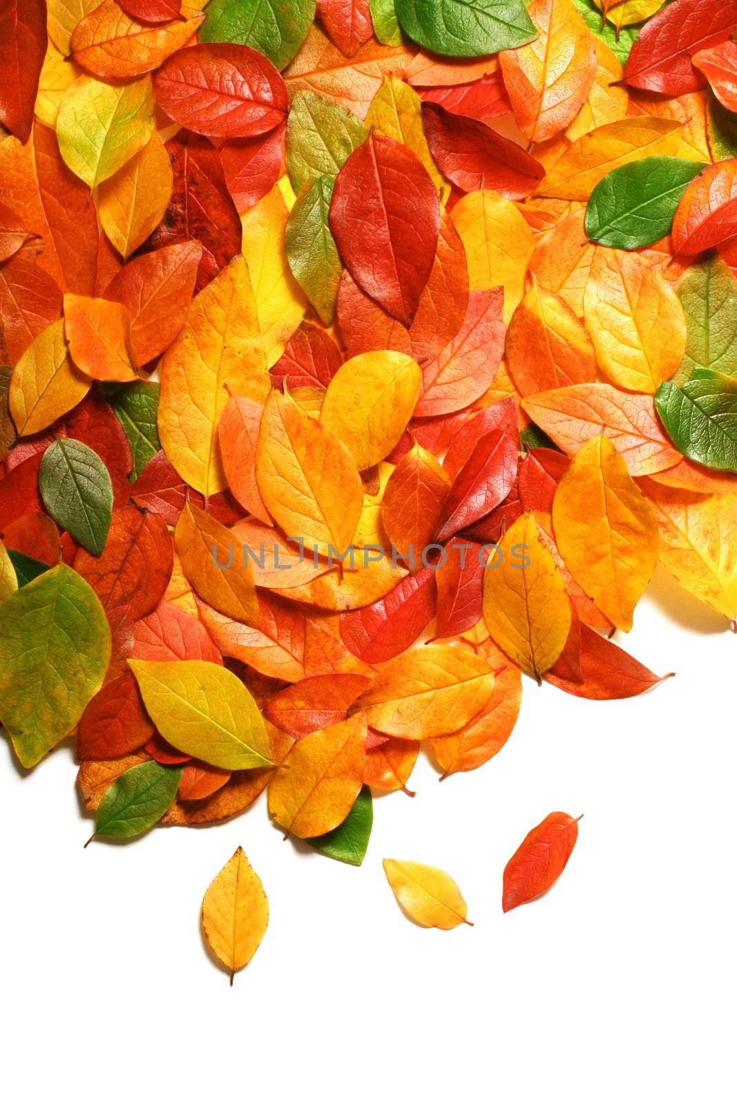 Colorful backround image of fallen autumn leaves with copy space perfect for seasonal use