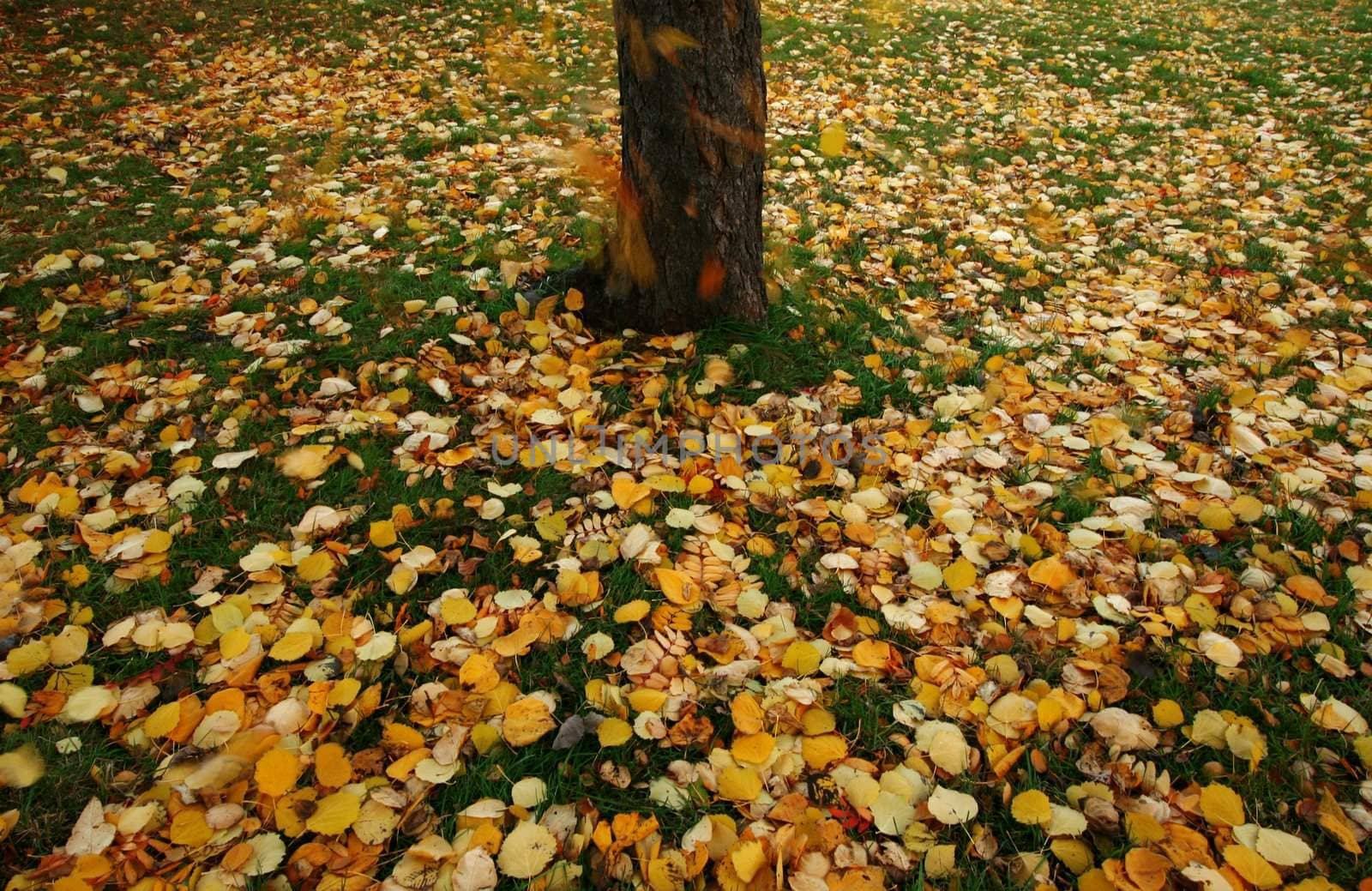Seasonal image of colorful autumn leaves falling to the ground. Movement of leaves is motion blurred