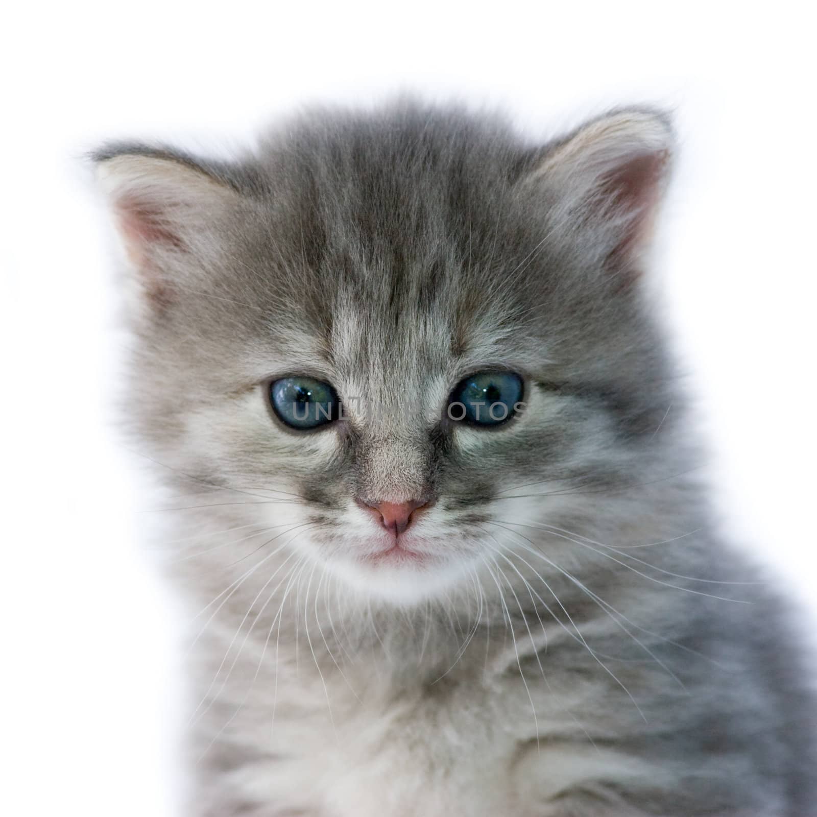 Portrait of blue one month age kitten on white