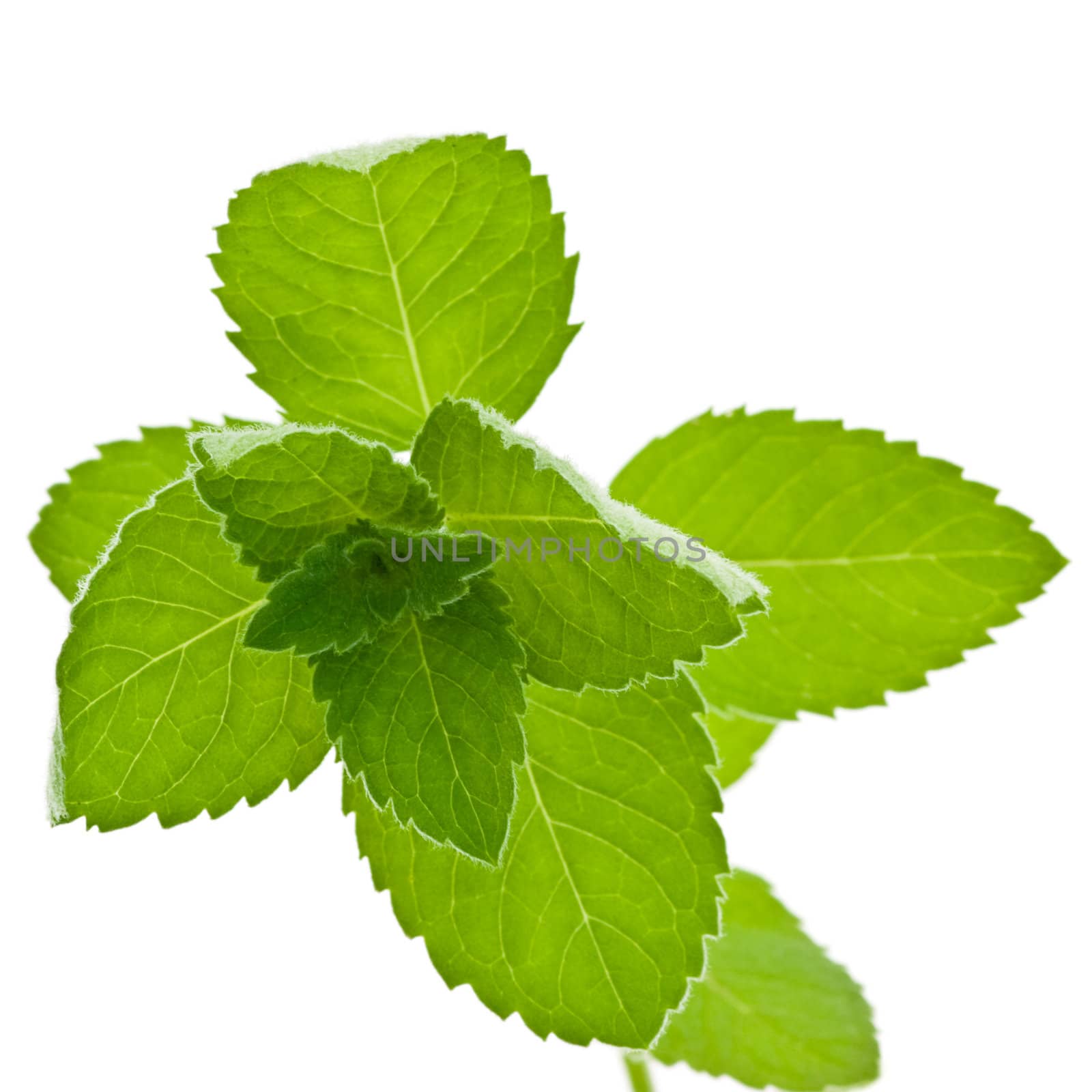 Corn Mint isolated by naumoid