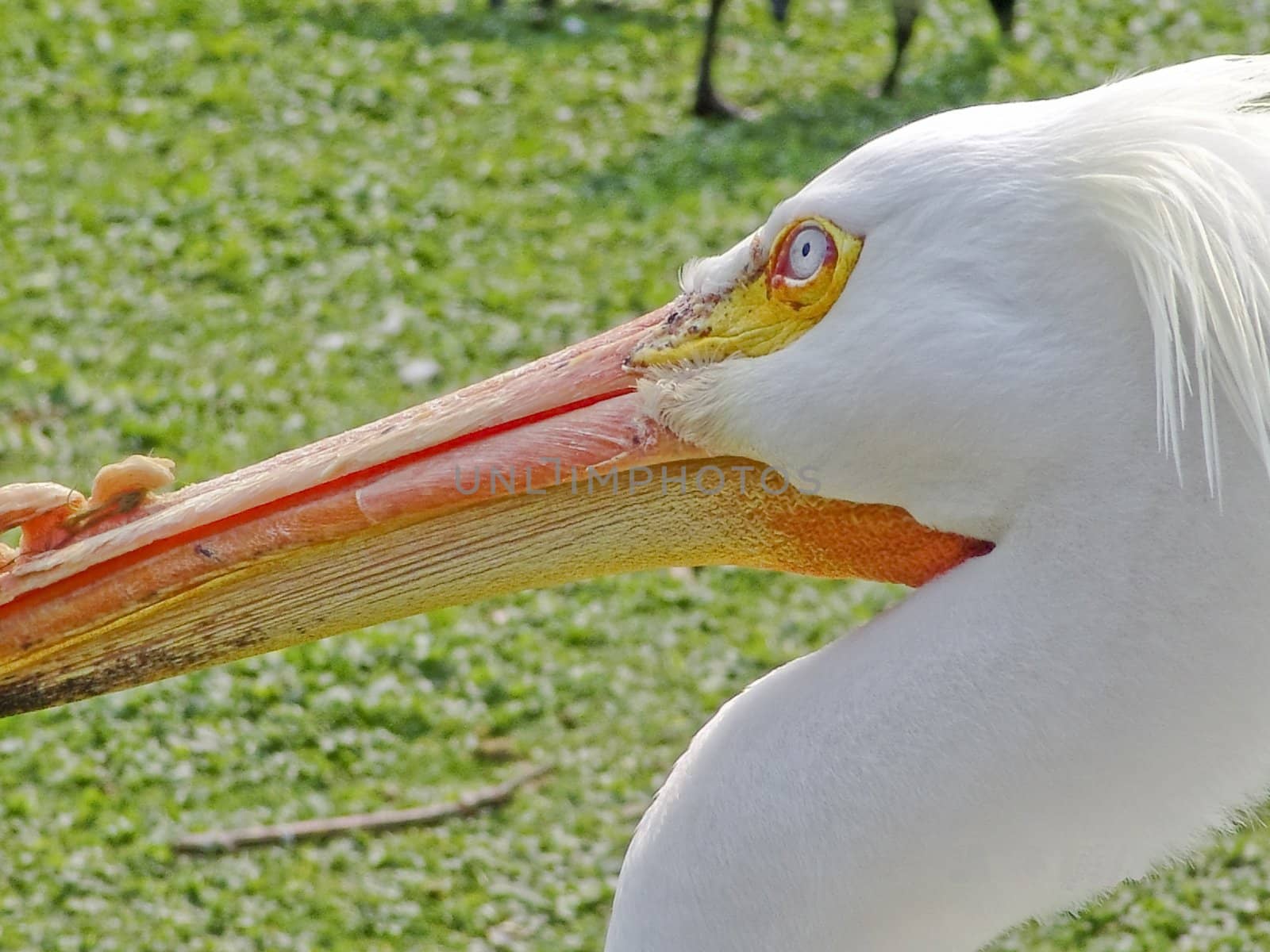 A beautiful pelican in London.