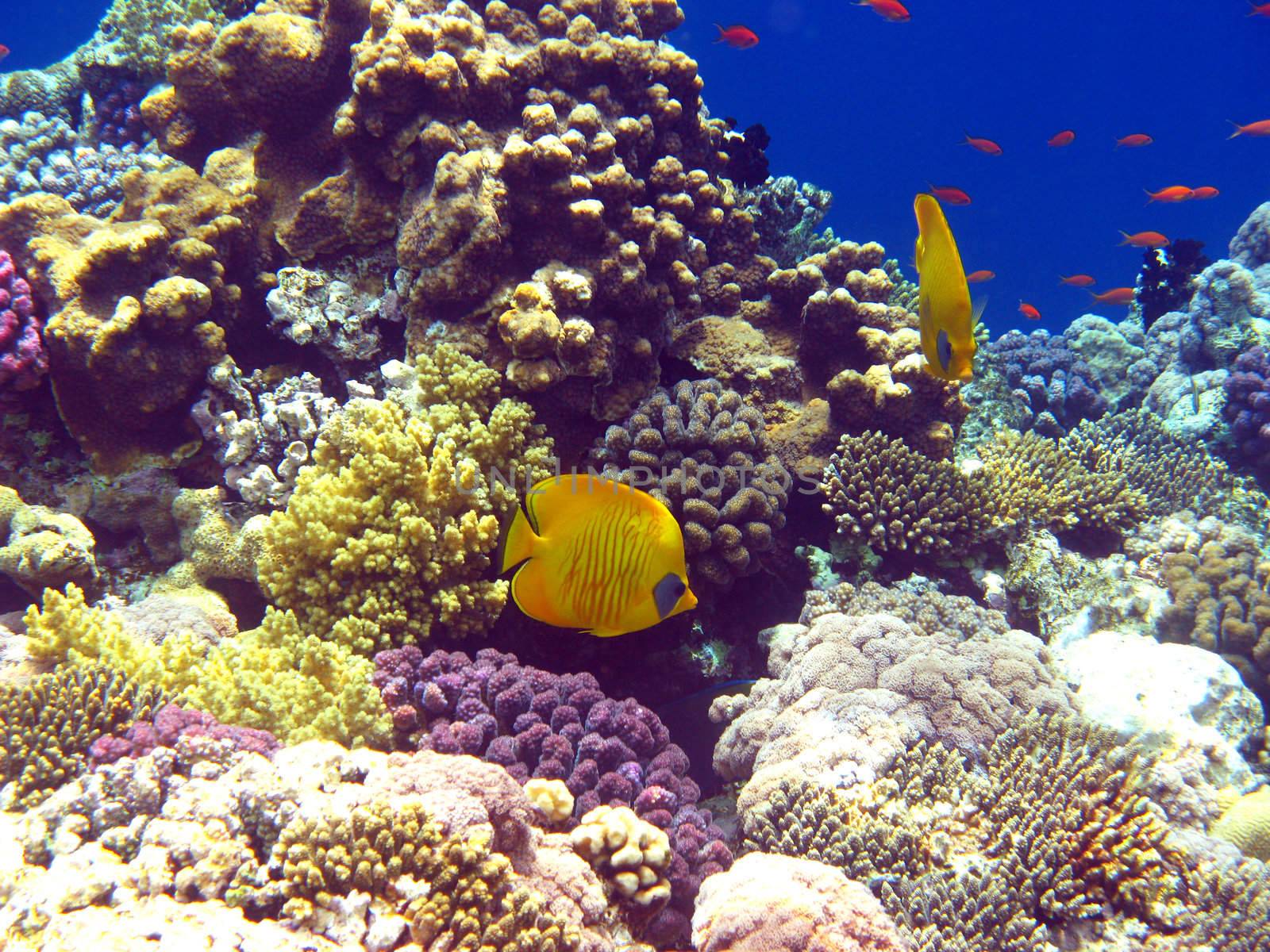 Coral reef in Red sea by vintrom