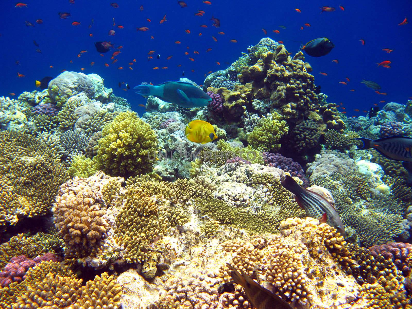 Tropical coral reef in Red sea by vintrom