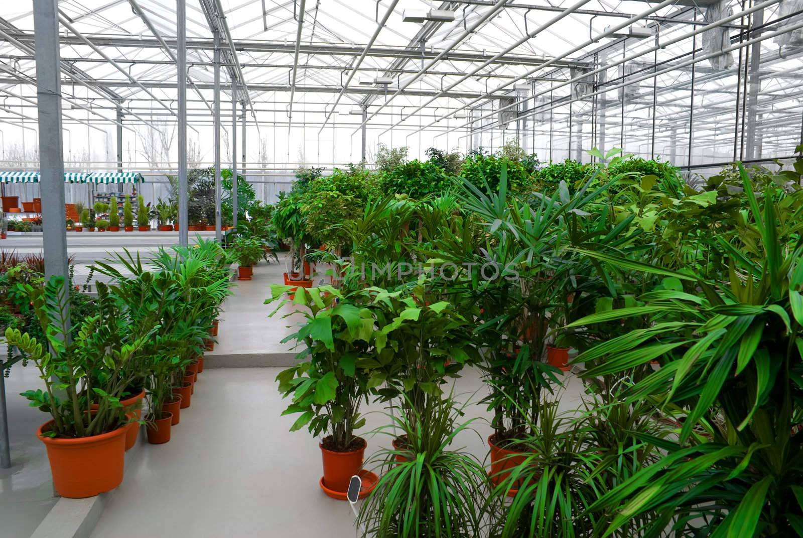 The Industrial hothouse, in which grow the decorative plants.