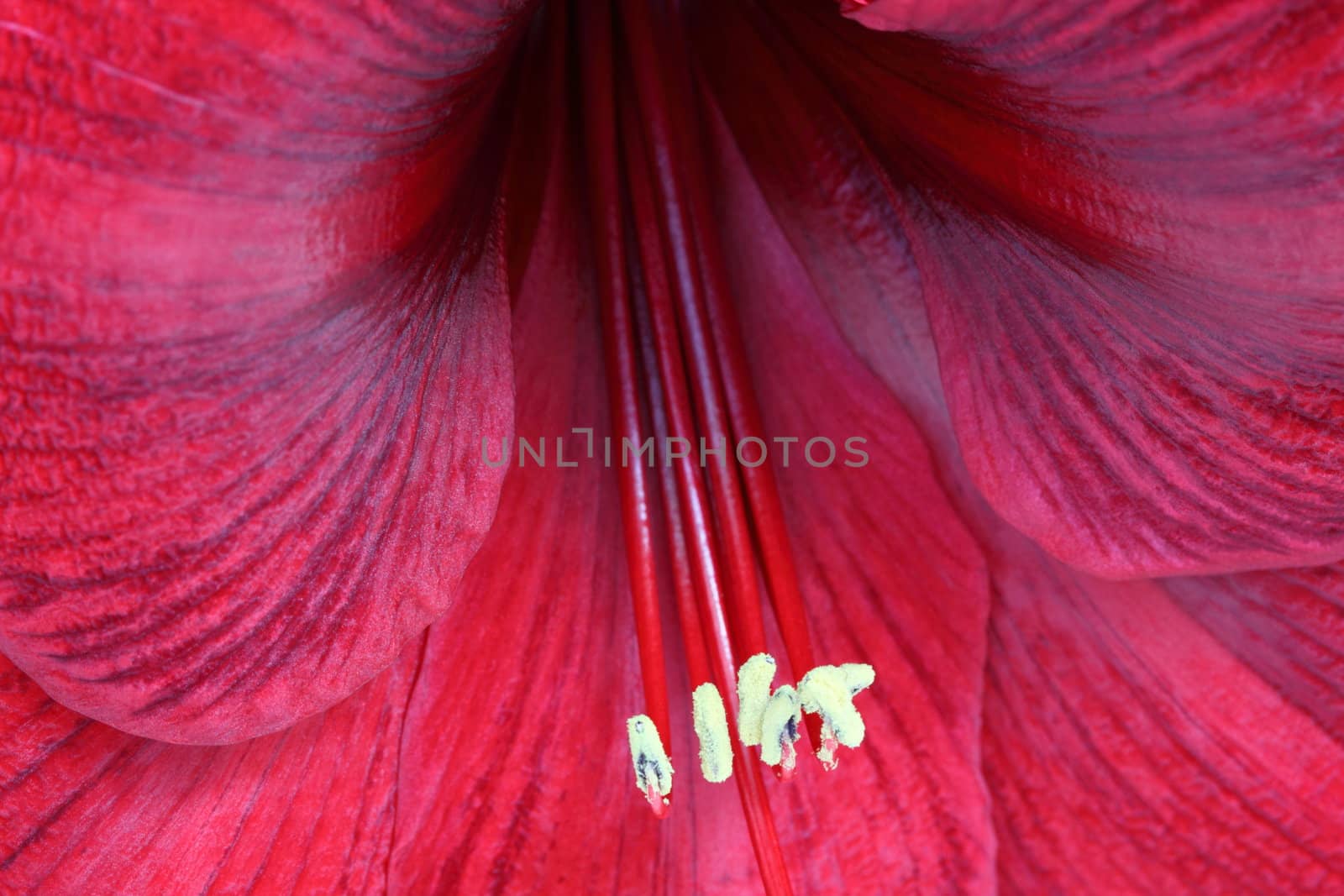 Amaryllis by mitzy