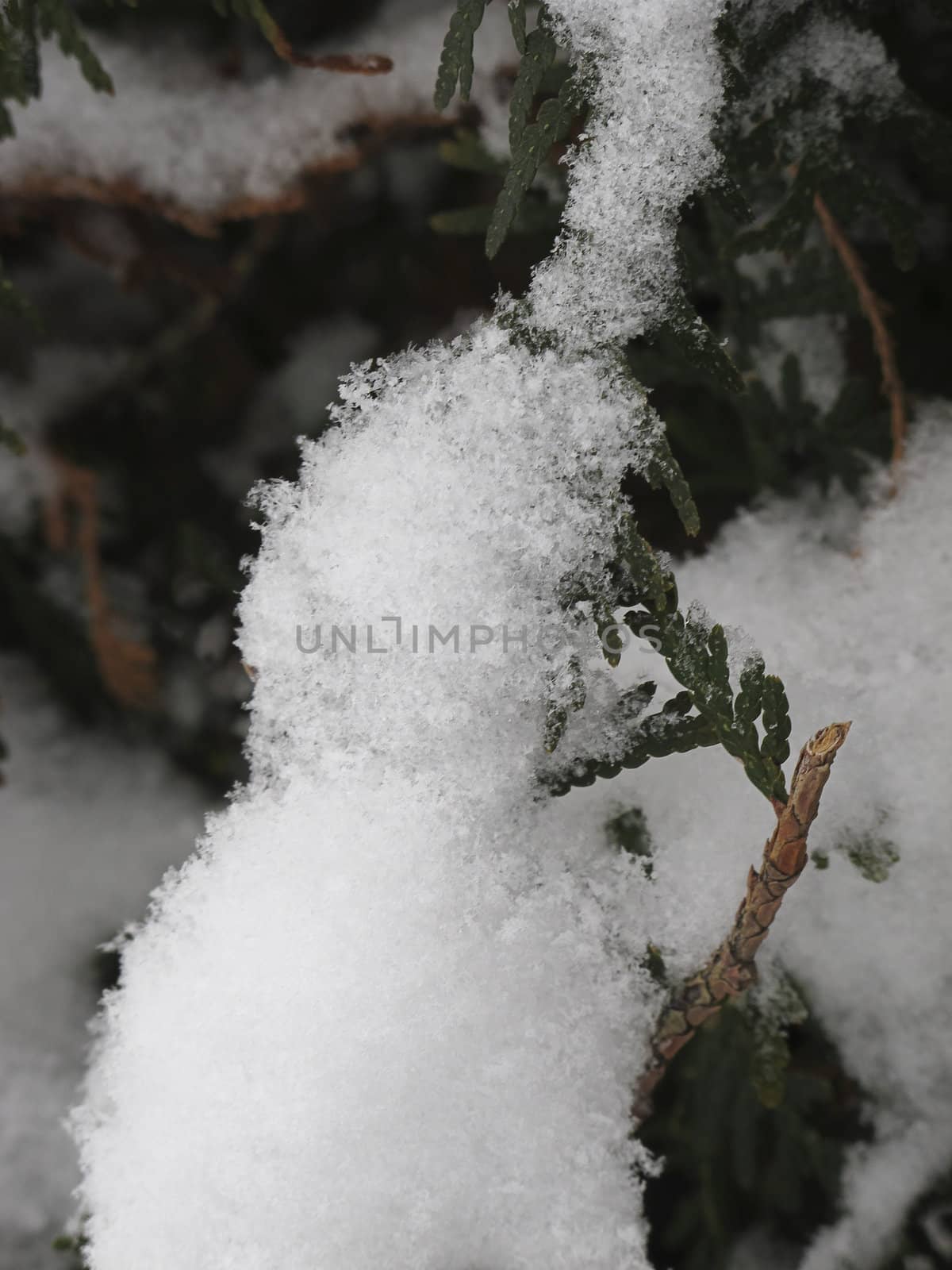close up view of some cedar leaves covered with snow