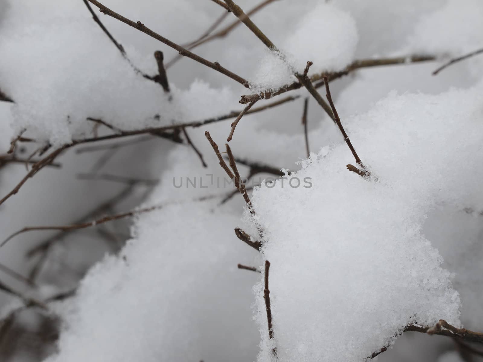 close up of branchs from an unknow bush covered with snow