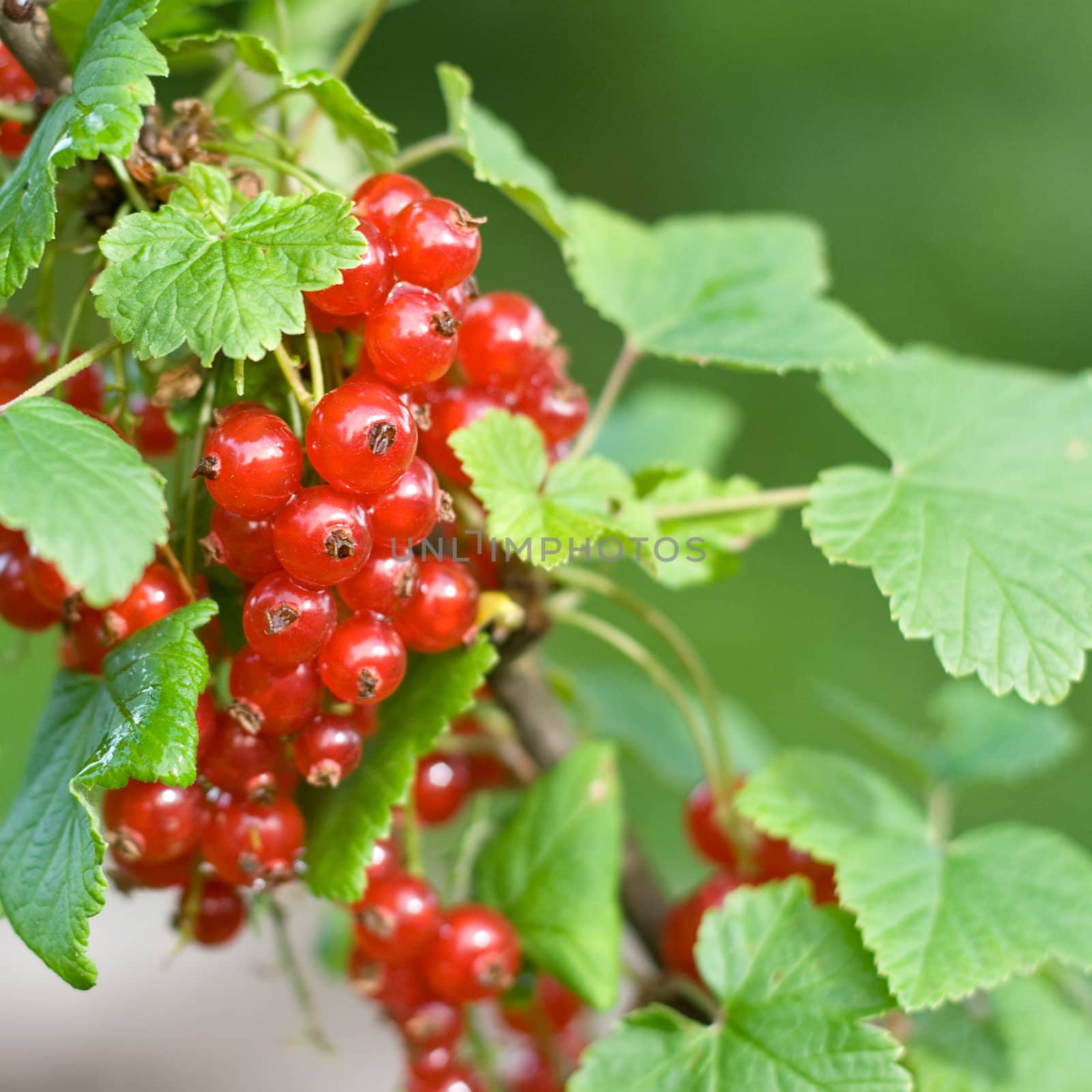 red currant bush, shot outside, shallow DOF