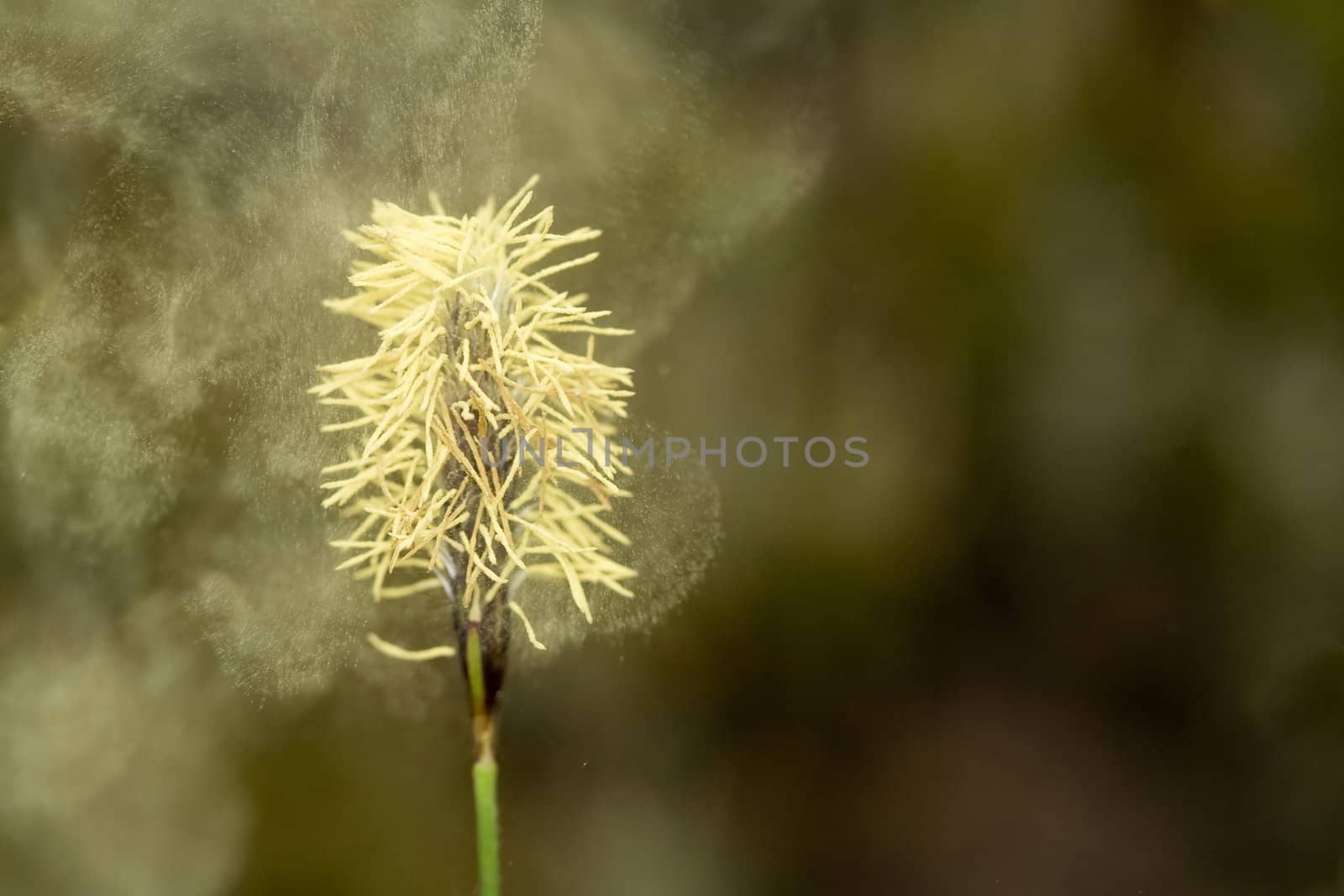 the fly of pollen by Sazonoff