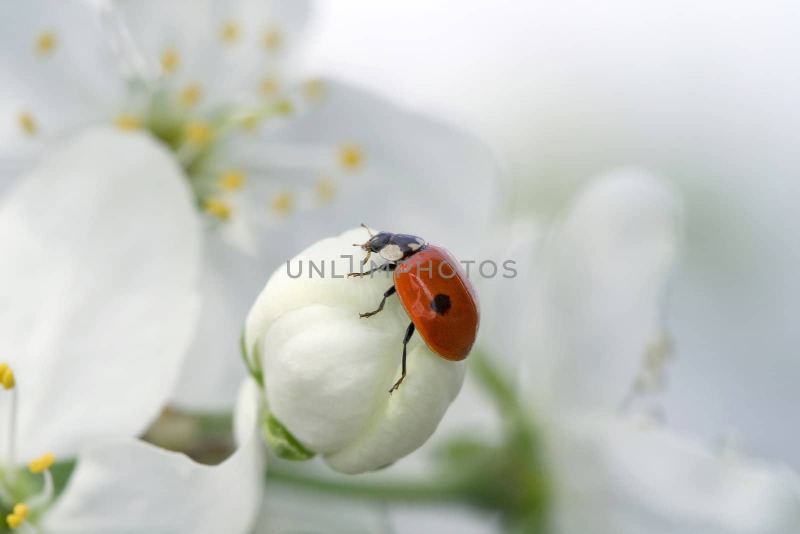 Ladybug on spring flower by Sazonoff