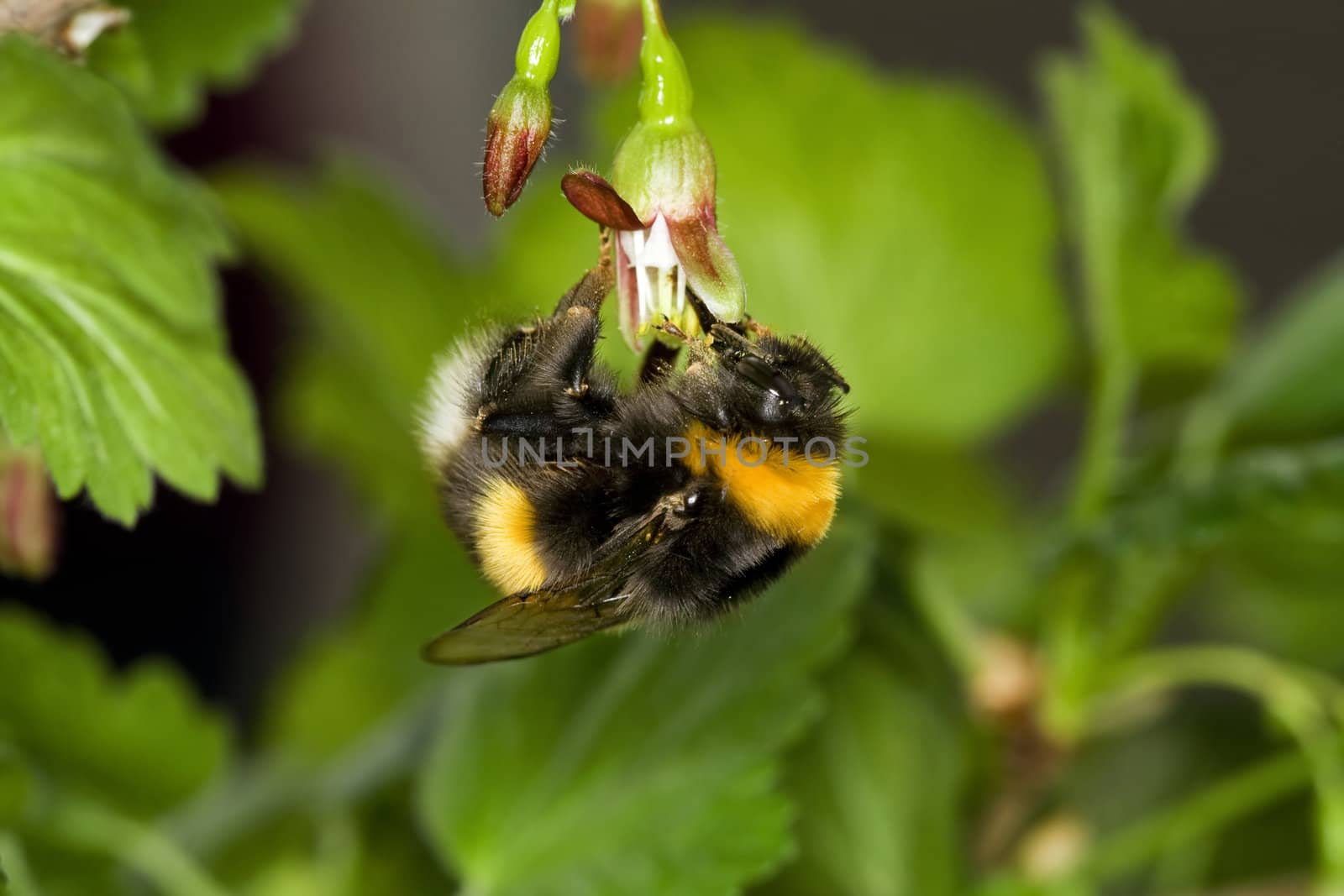 hang bumble bee by Sazonoff