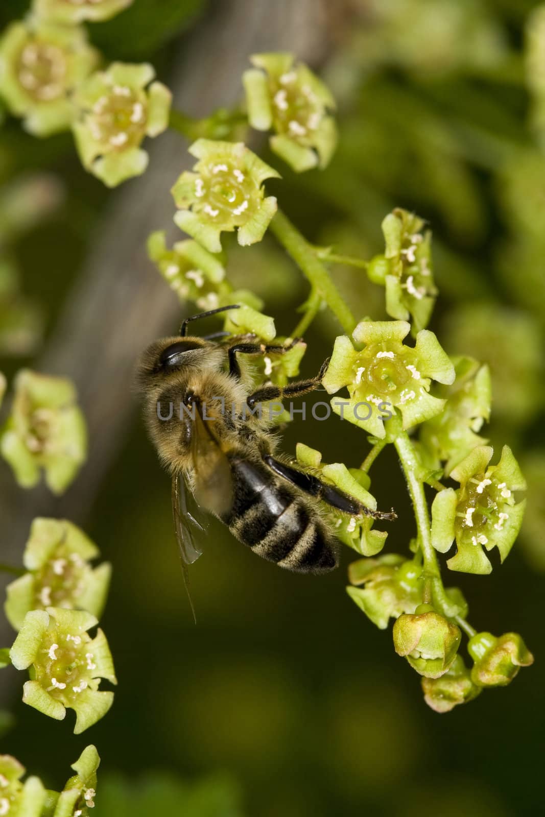 Bee on the currant flower by Sazonoff