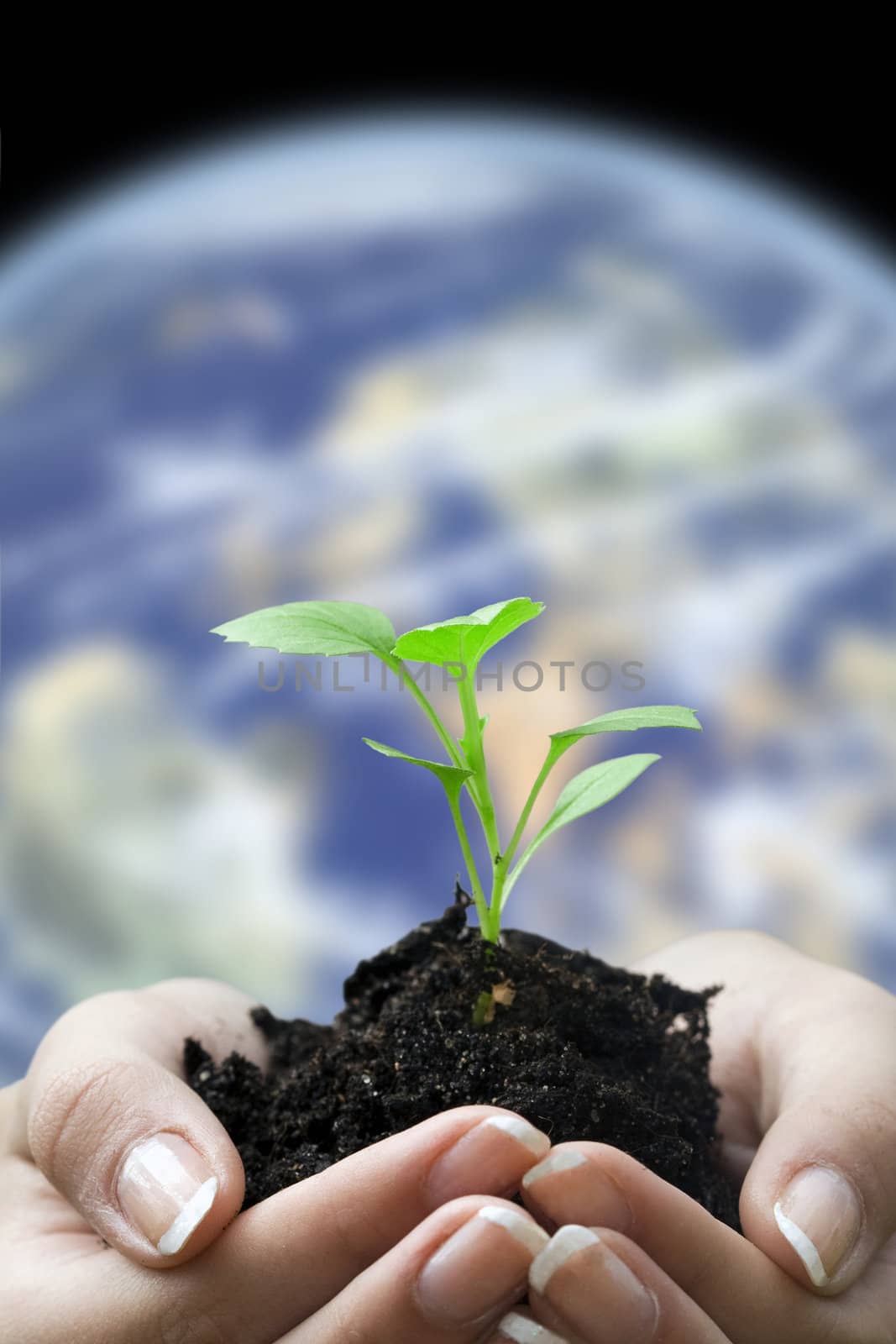 hands and seedling