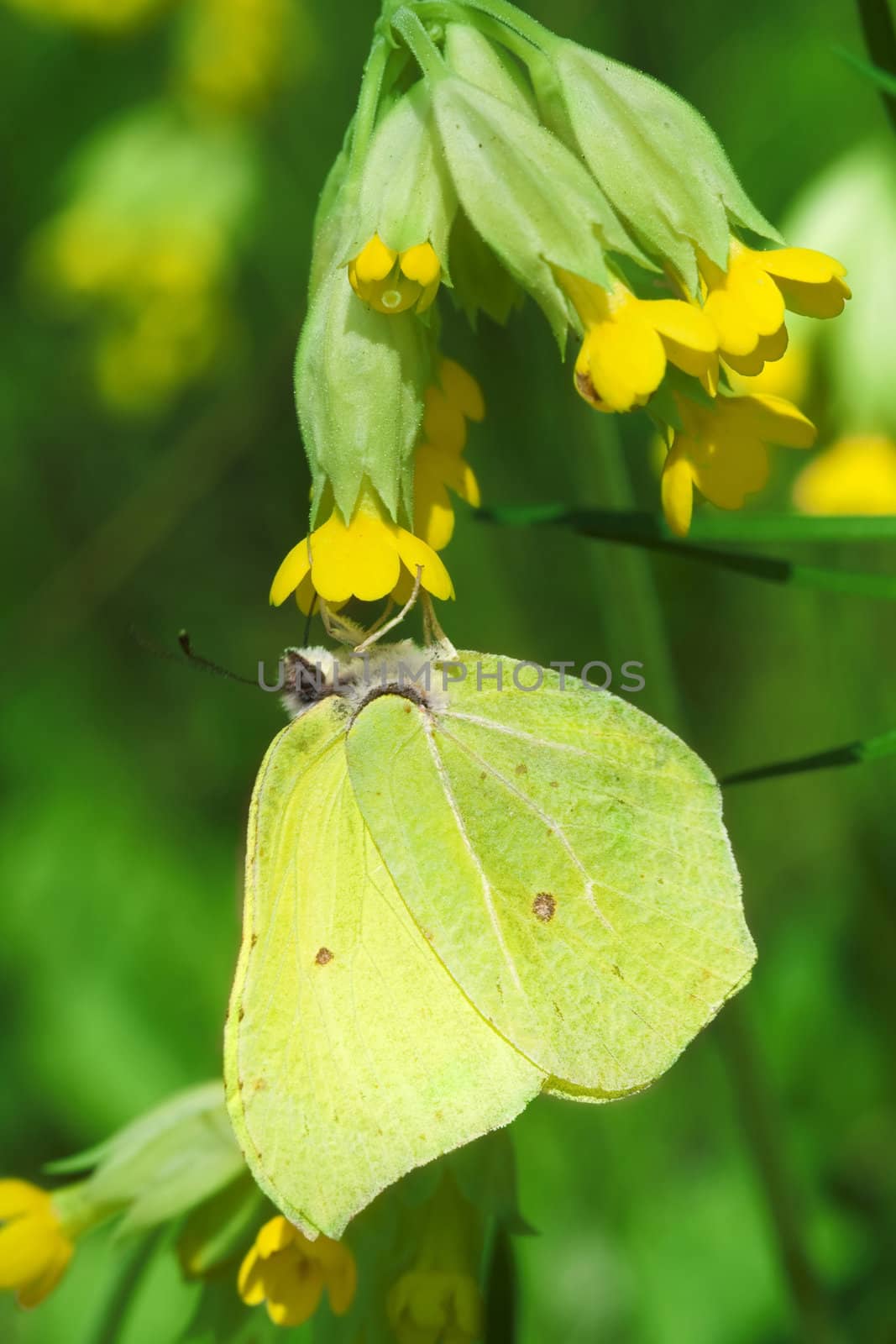 Gonepteryx rhamni (butterfly) by Sazonoff