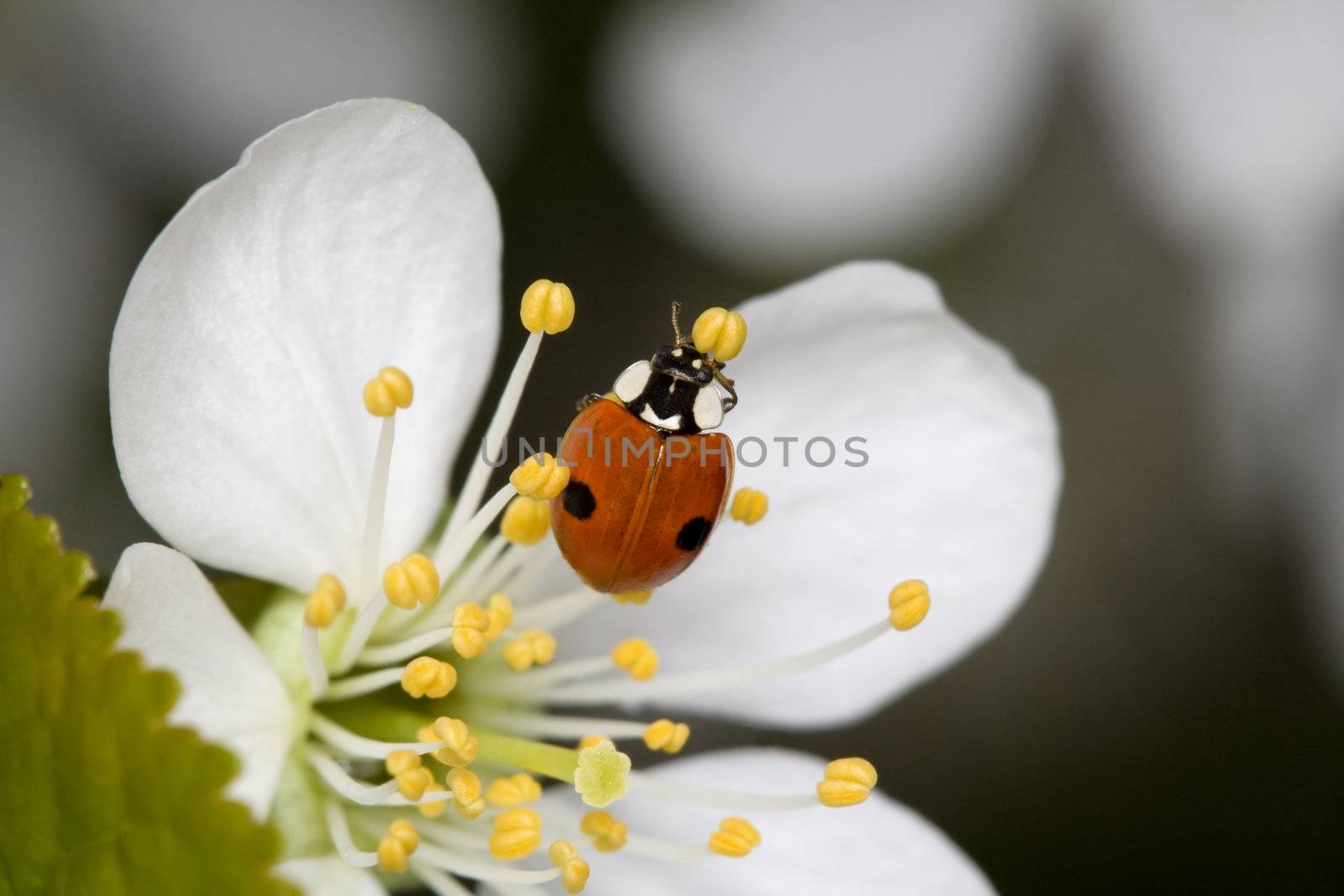 Ladybug on cherry flower by Sazonoff