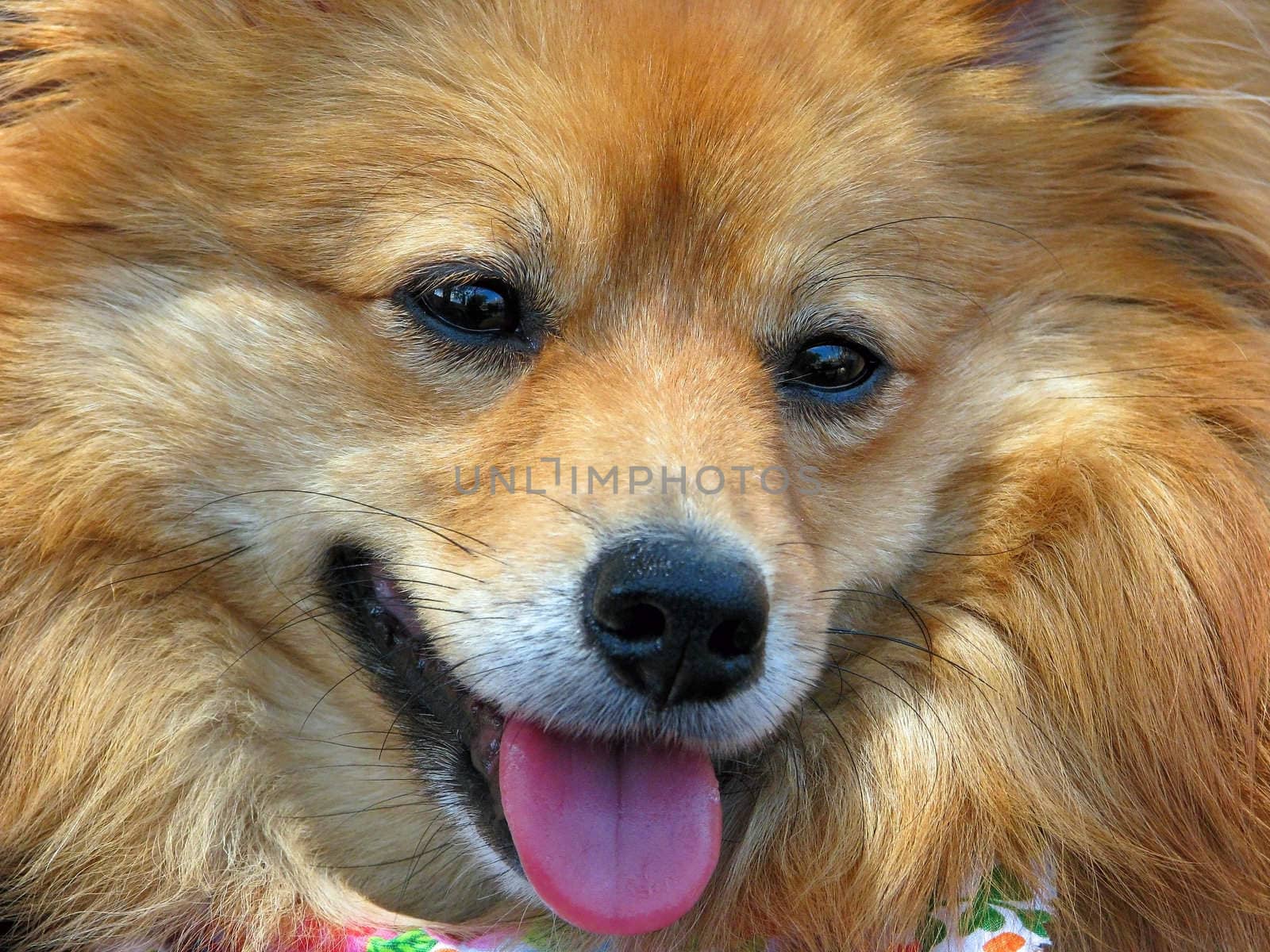 Close up of a Pomeranian dogs eyes.
