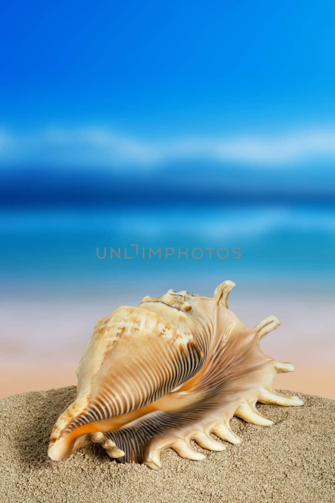 shell  by Sazonoff