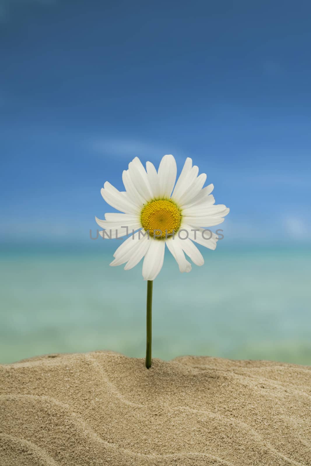 ox-eye daisy (camomile) by Sazonoff