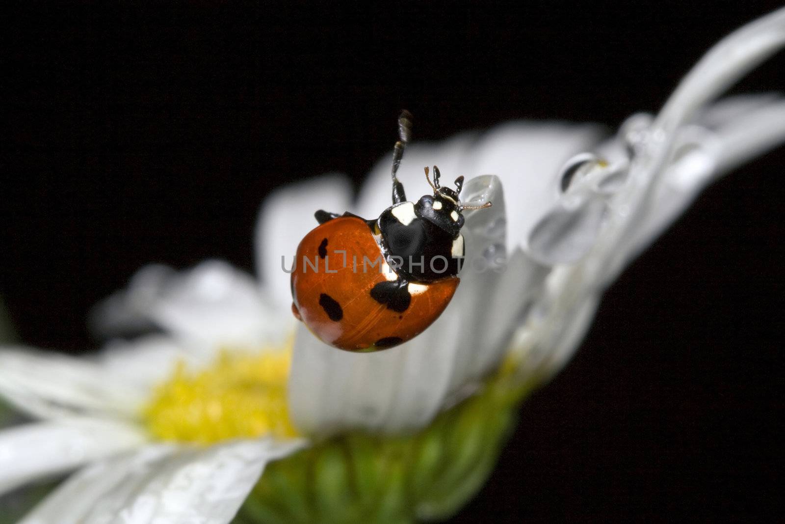 ladybug on camomile by Sazonoff