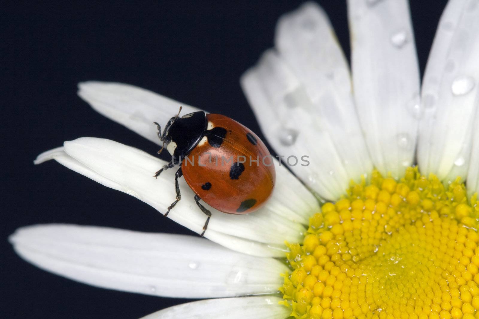 ladybug on camomile by Sazonoff