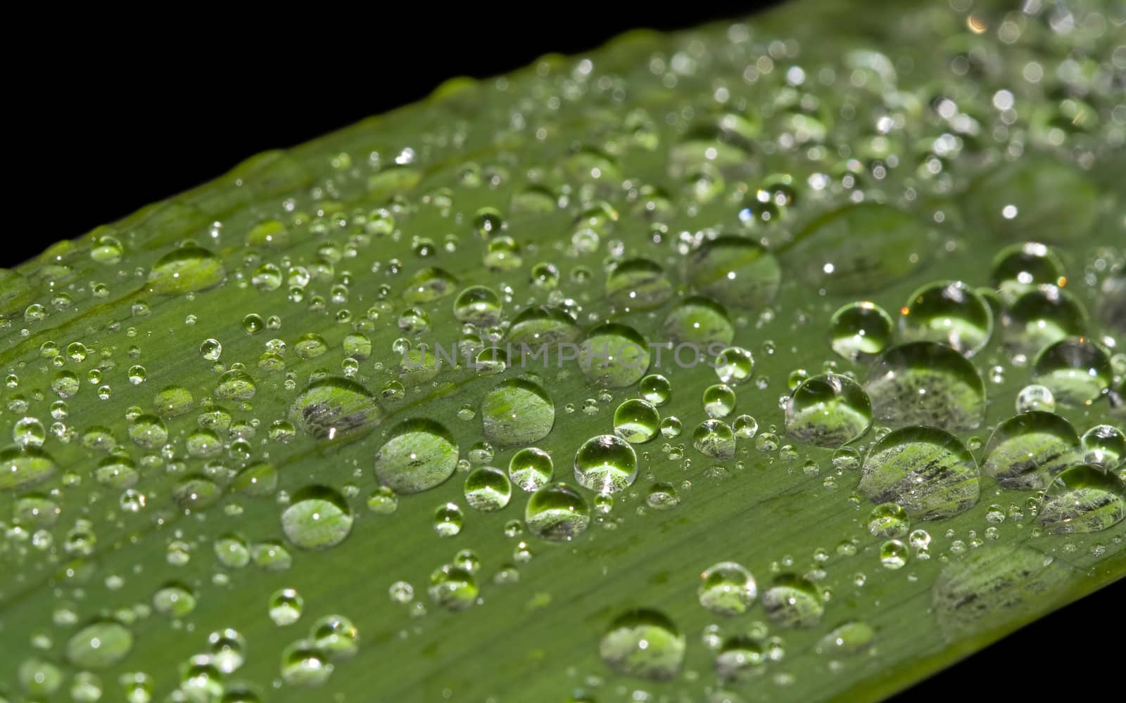 Drops on the leaf by Sazonoff