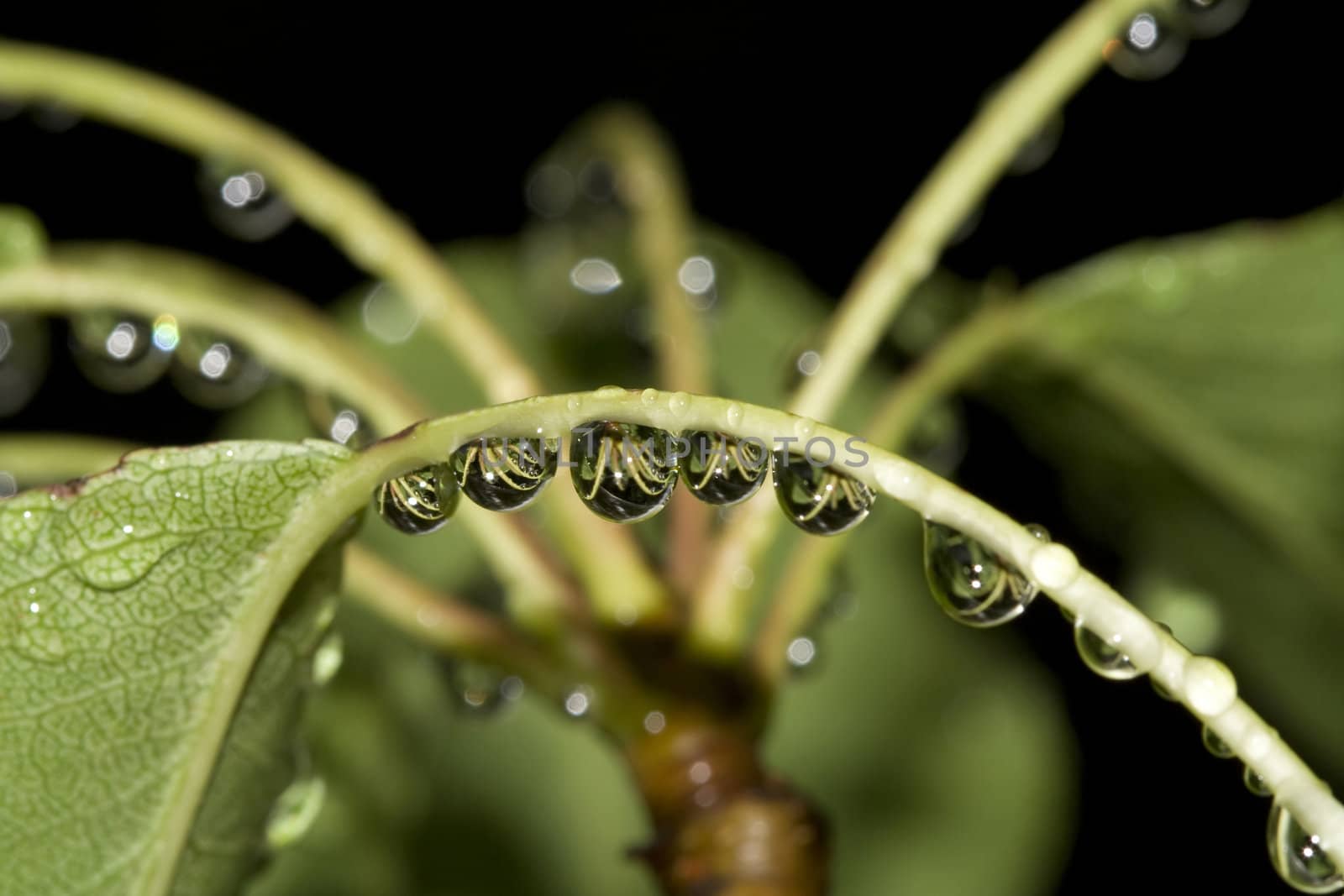 Drops on the leaf by Sazonoff