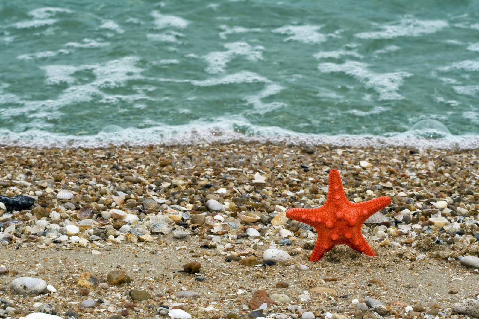 red starfish on the beach by Sazonoff