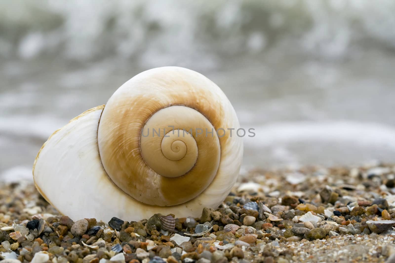 nautilus shell by Sazonoff