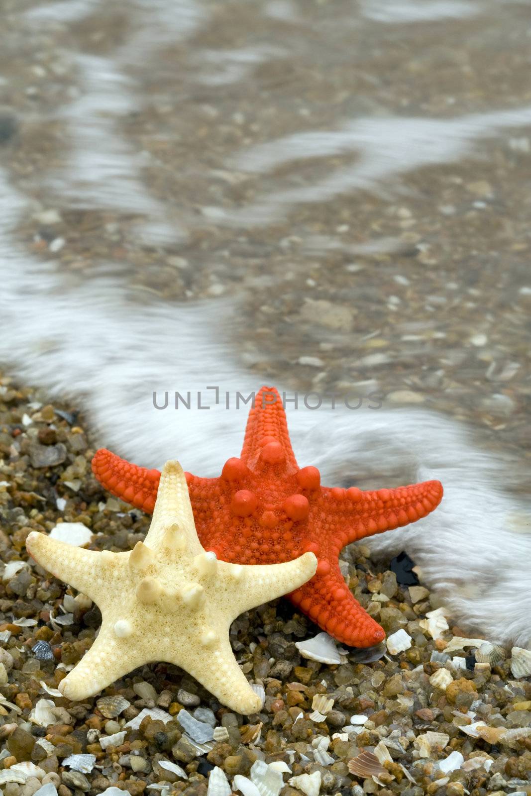 two starfishes on the beach by Sazonoff